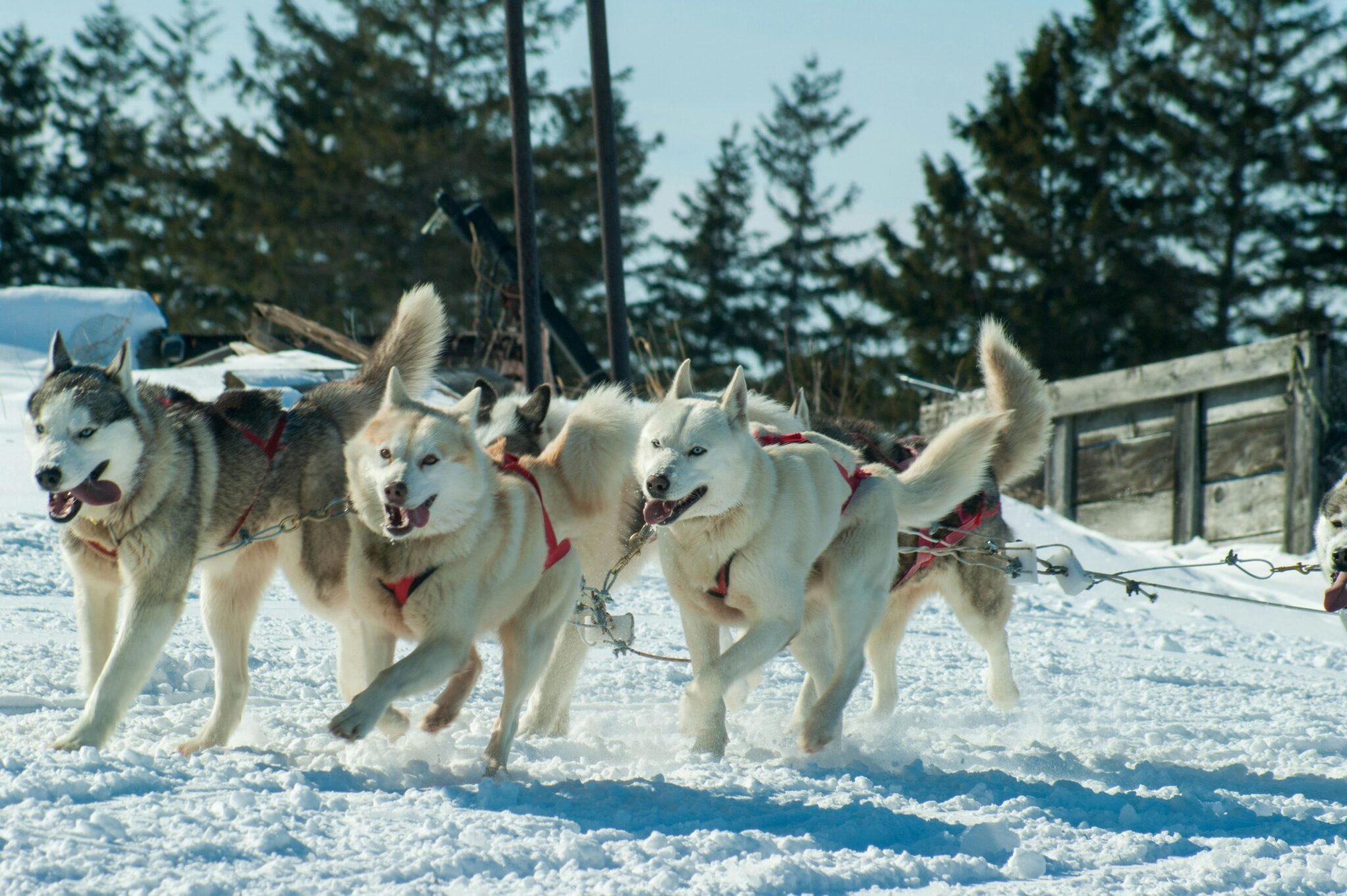 Spring Dog Sledding 7 Dog Sledding Trips in the U.S. and Canada That Won’t Break the Bank