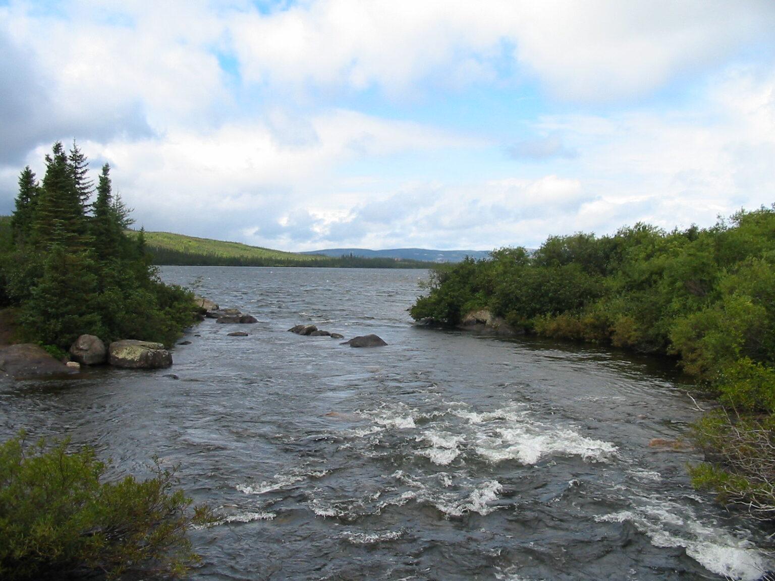 11 Places Where You Can Still Find Wild Wolves in Canada